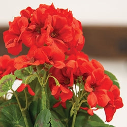 Mini Red Geranium Bush - 12.5"