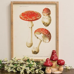 Vintage Amanita Muscaria Mushroom Framed Print