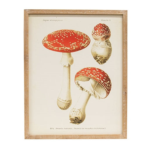 Vintage Amanita Muscaria Mushroom Framed Print