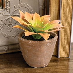 Potted Peach Agave Succulent