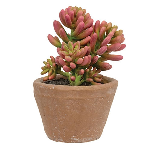 Potted Coral Jade Succulent