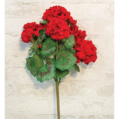 Geranium Bush 18" Red