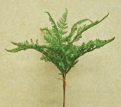 Formosa Fern Bush