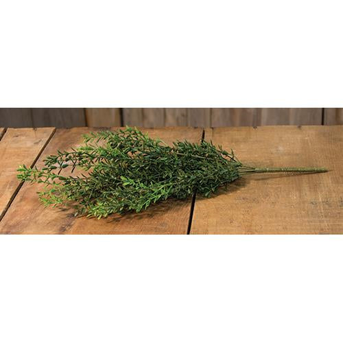 New England Boxwood Bush 19"